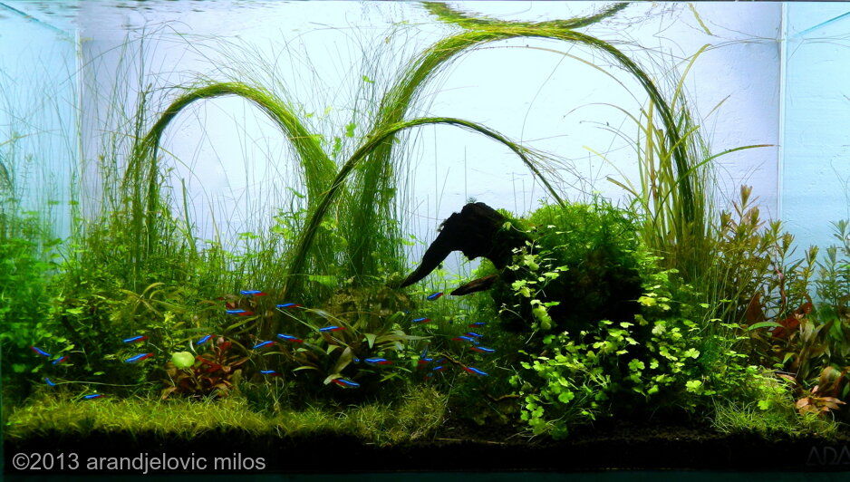 AGA 2013 Aquascaping Contest: #3