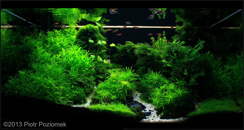 AGA 2013 Aquascaping Contest: #314