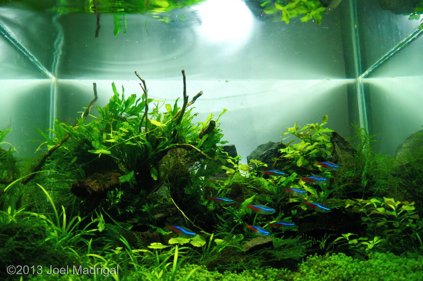 AGA 2013 Aquascaping Contest: #326