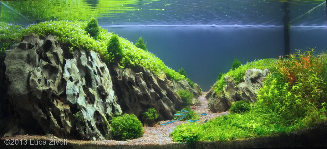 AGA 2013 Aquascaping Contest: #34