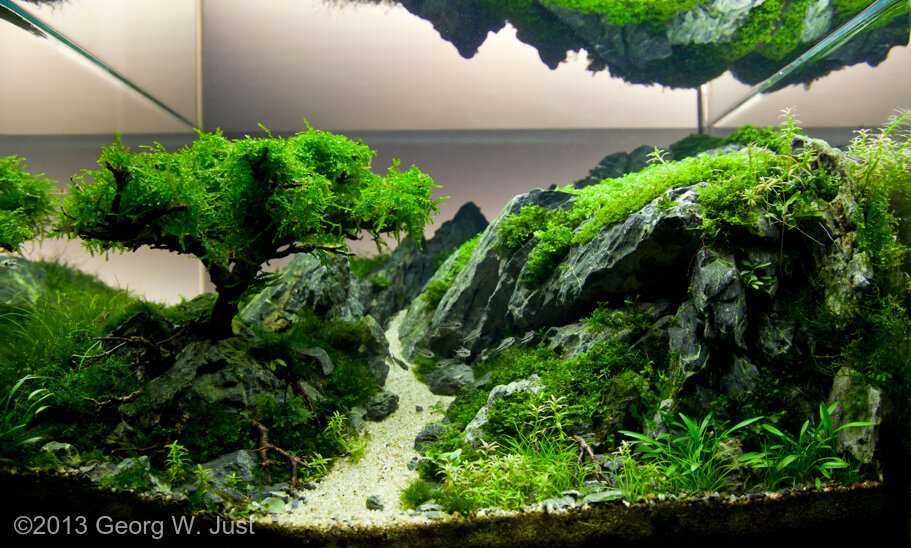 AGA 2013 Aquascaping Contest 345