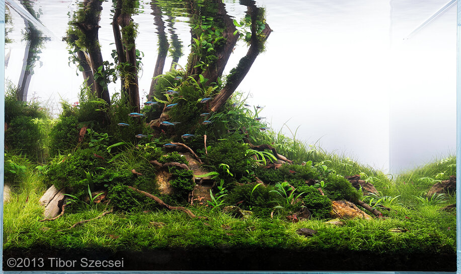 AGA 2013 Aquascaping Contest: #367