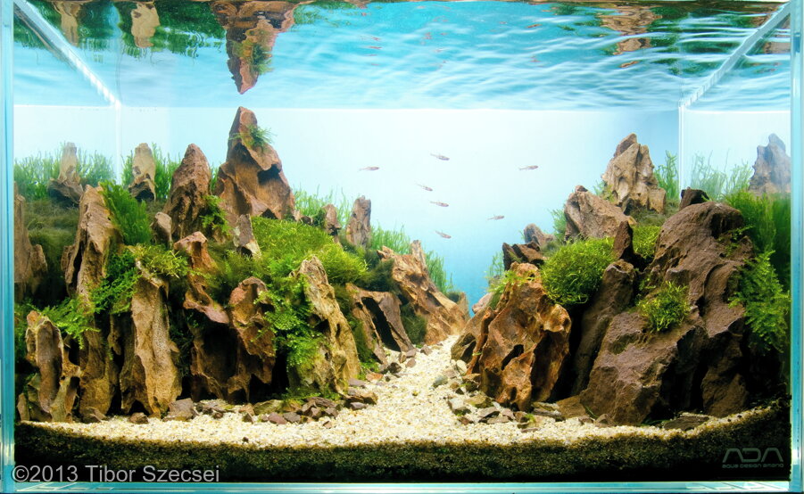 AGA 2013 Aquascaping Contest 368