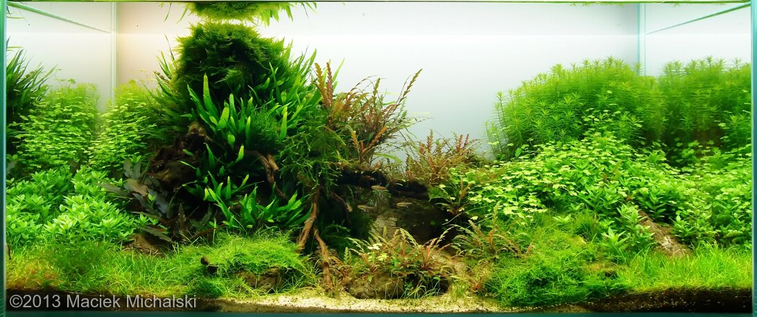 AGA 2013 Aquascaping Contest: #373