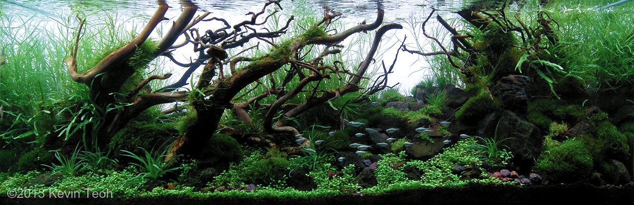 AGA 2013 Aquascaping Contest: #400