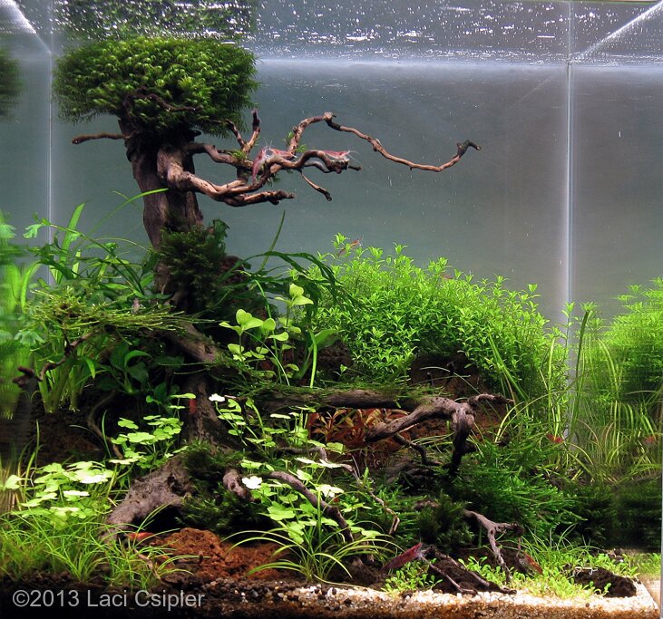 AGA 2013 Aquascaping Contest: #402