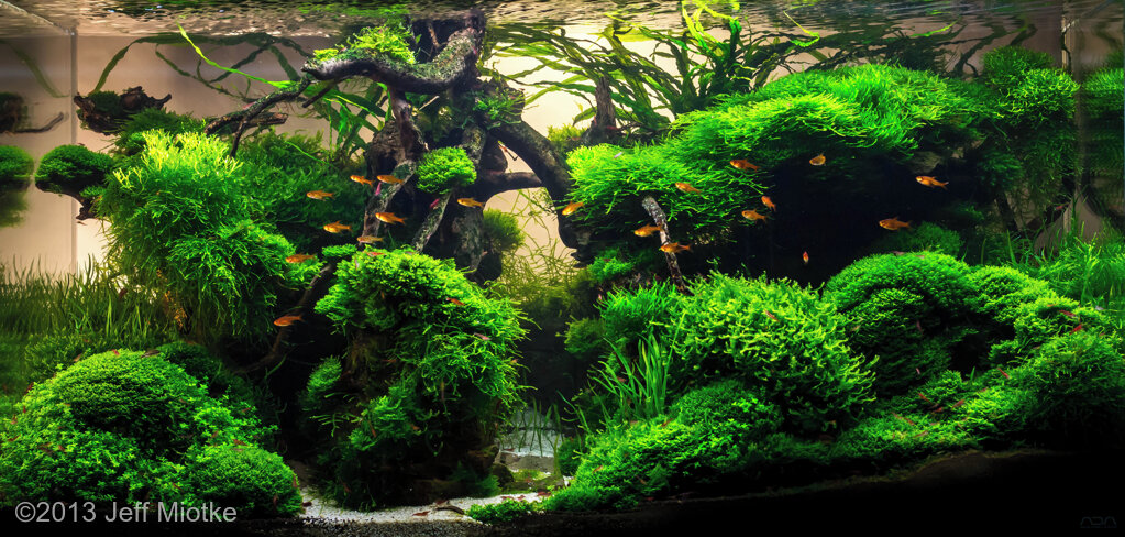 AGA 2013 Aquascaping Contest: #416