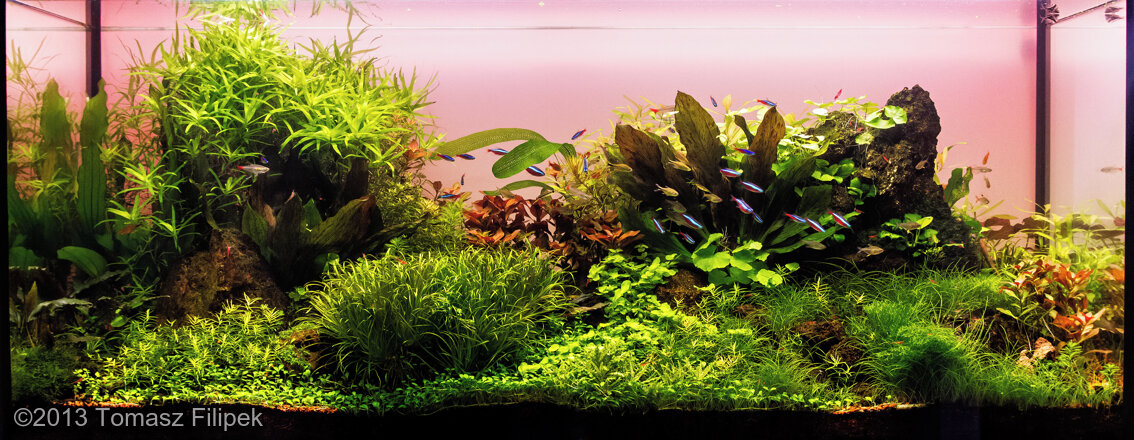 AGA 2013 Aquascaping Contest: #431