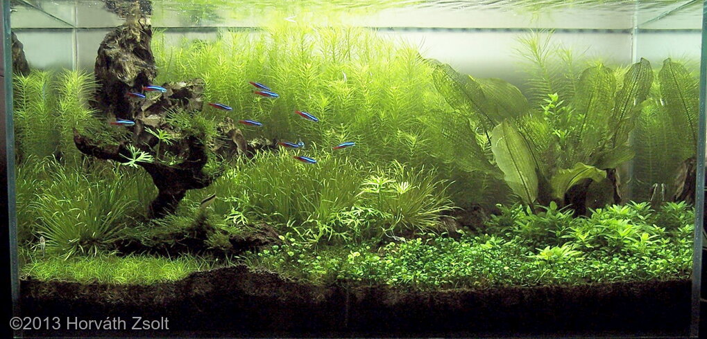 AGA 2013 Aquascaping Contest: #442