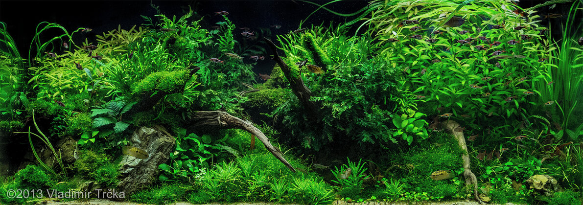 AGA 2013 Aquascaping Contest: #447