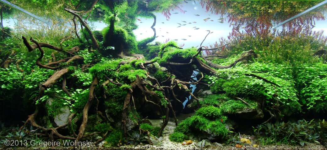 AGA 2013 Aquascaping Contest: #452