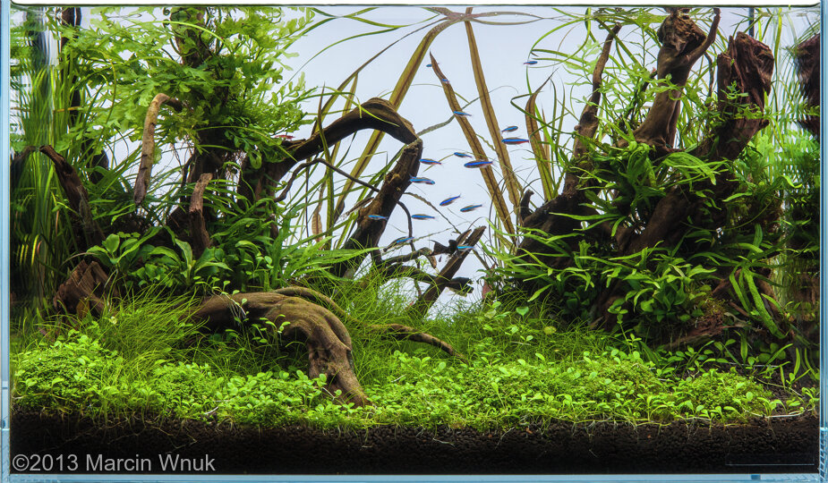 Aga 2013 Aquascaping Contest: #477