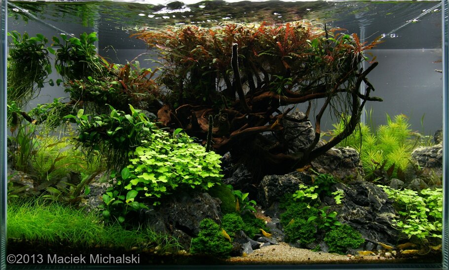 AGA 2013 Aquascaping Contest: #495