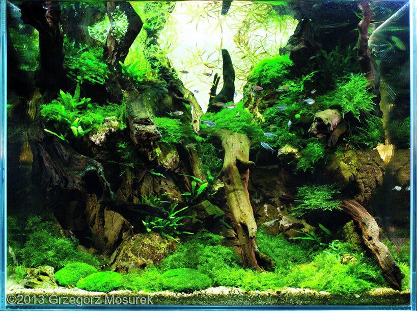 AGA 2013 Aquascaping Contest: #500