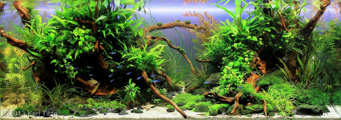 AGA 2013 Aquascaping Contest: #508