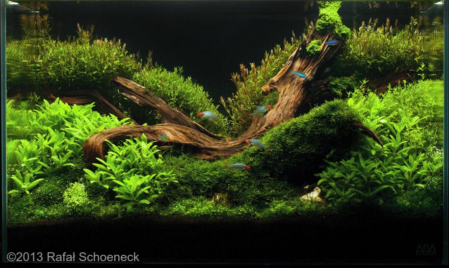 AGA 2013 Aquascaping Contest: #515