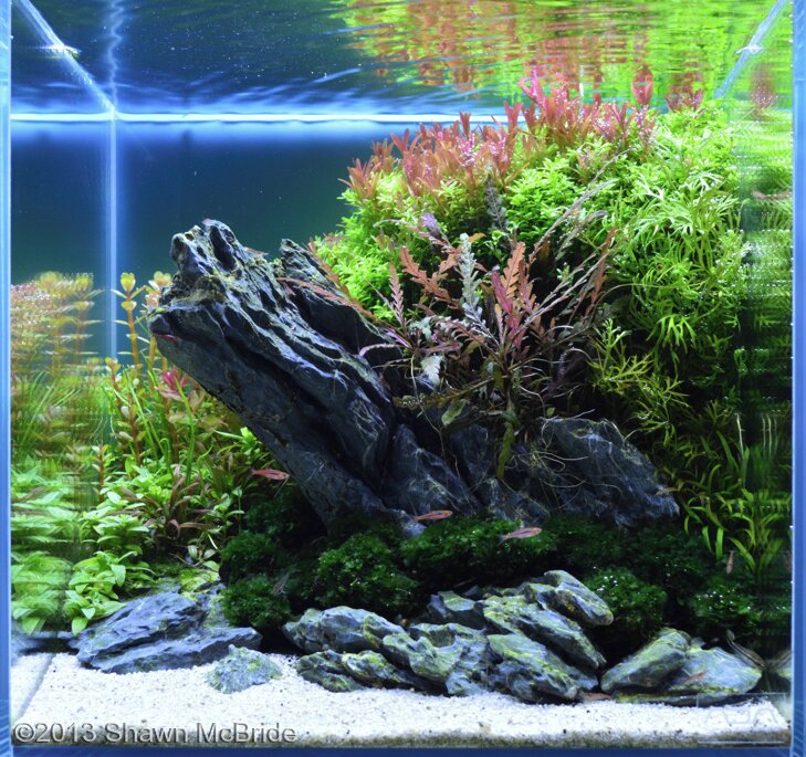 AGA 2013 Aquascaping Contest: #54