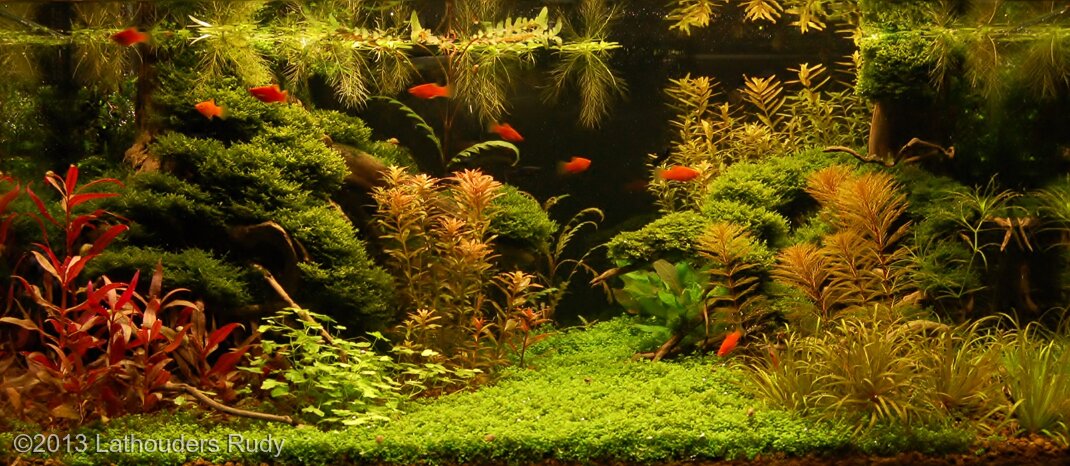 AGA 2013 Aquascaping Contest: #545