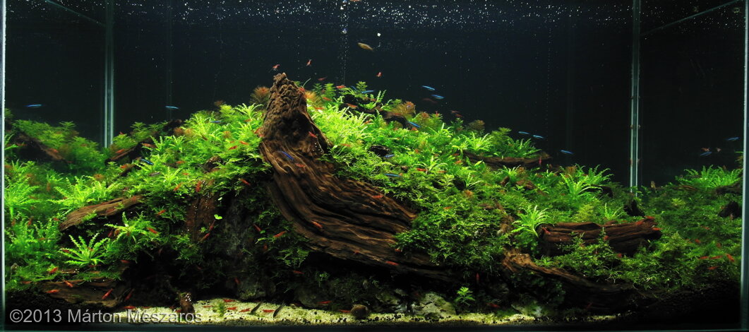 AGA 2013 Aquascaping Contest: #567