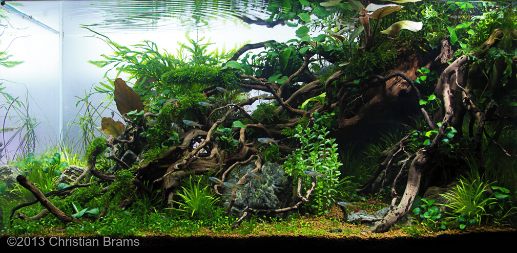 AGA 2013 Aquascaping Contest: #573