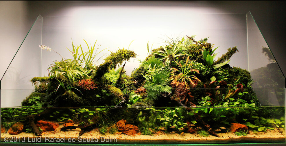 AGA 2013 Aquascaping Contest: #582