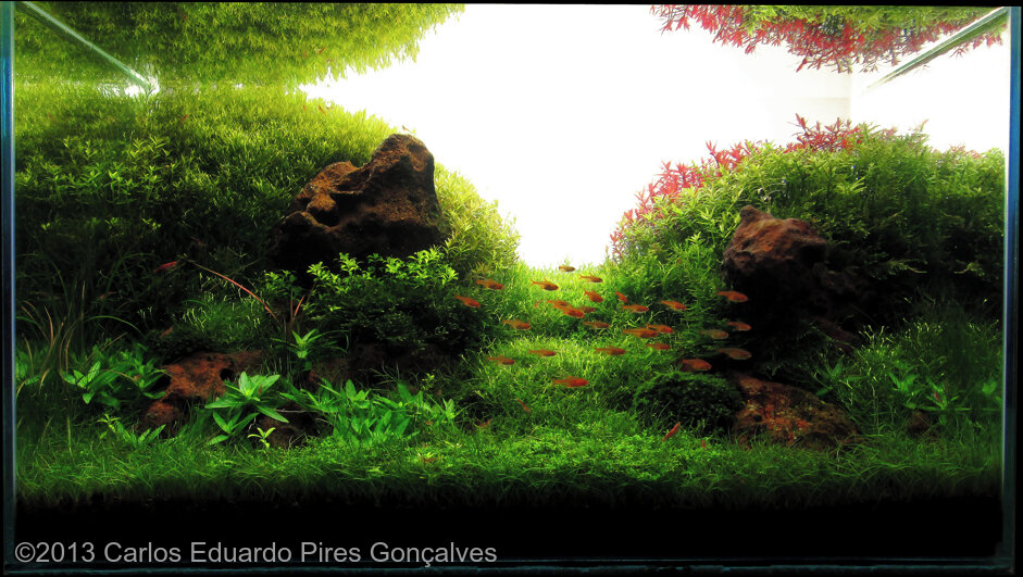 AGA 2013 Aquascaping Contest: #6