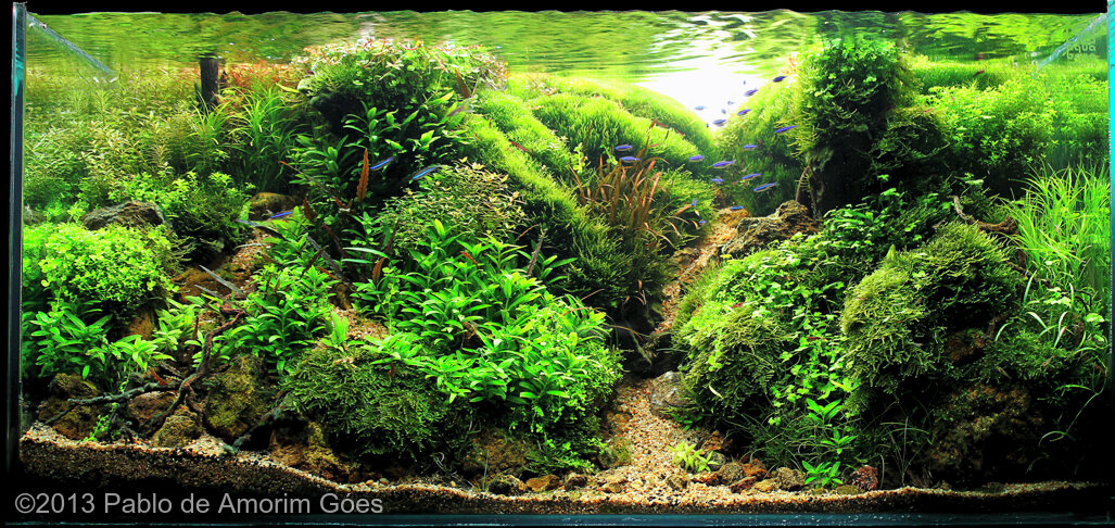 AGA 2013 Aquascaping Contest: #609