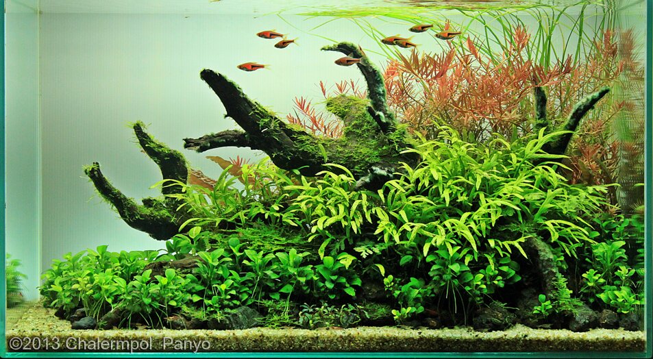 AGA 2013 Aquascaping Contest: #615