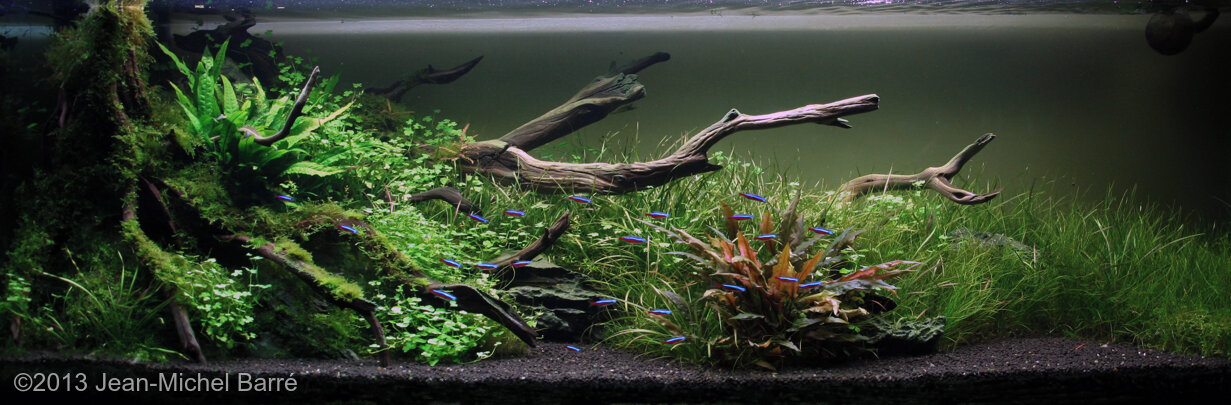 AGA 2013 Aquascaping Contest: #621