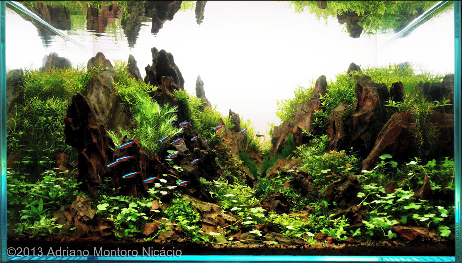 Organic way to grow essay contest 2013 05 picture