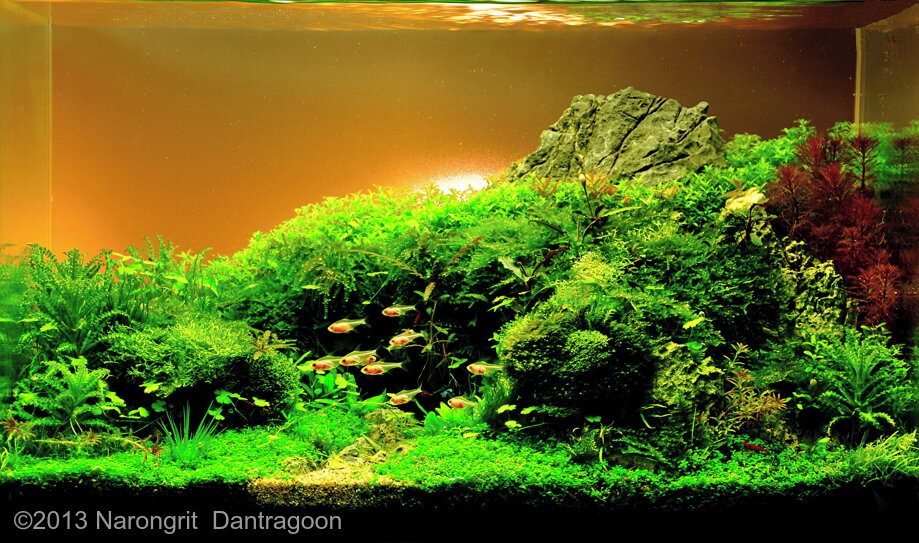 Aga 2013 Aquascaping Contest: #97