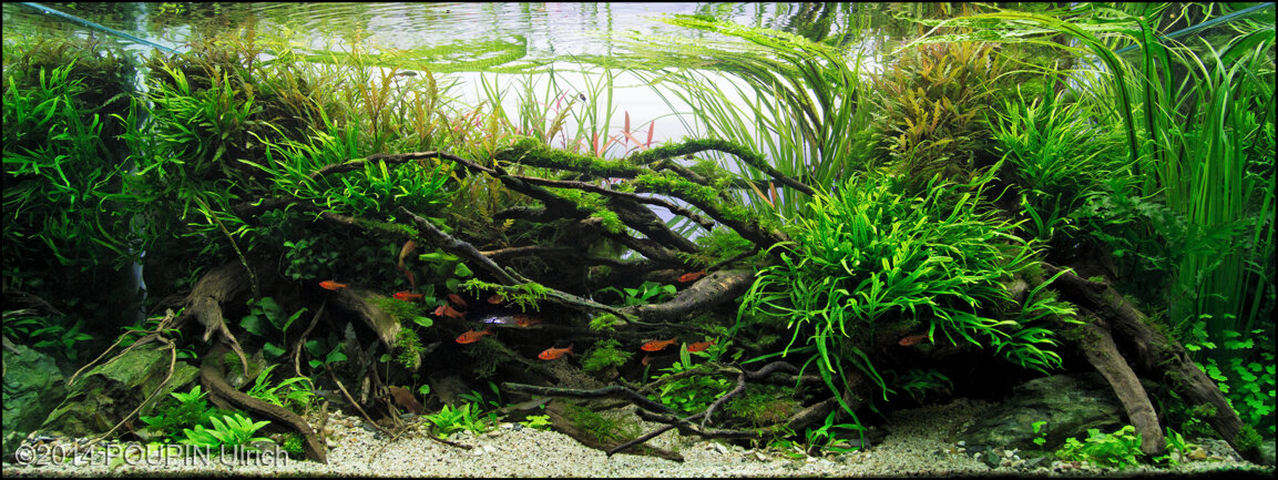 AGA 2014 Aquascaping Contest: #103