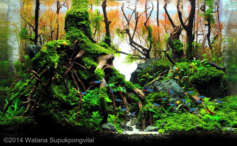 AGA 2014 Aquascaping Contest: #116