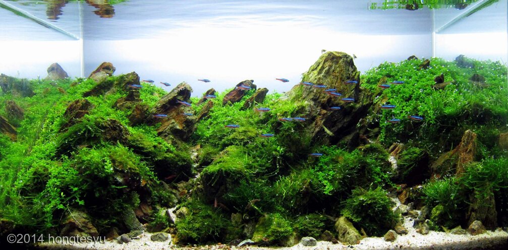 AGA 2014 Aquascaping Contest: #167