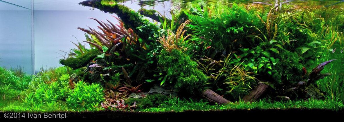 AGA 2014 Aquascaping Contest: #173