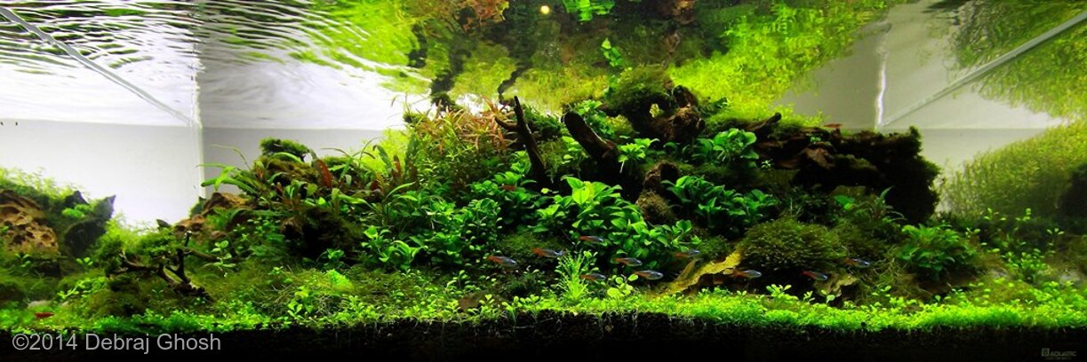 AGA 2014 Aquascaping Contest: #212