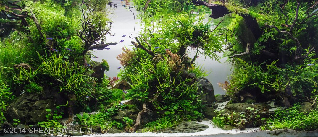 AGA 2014 Aquascaping Contest: #226