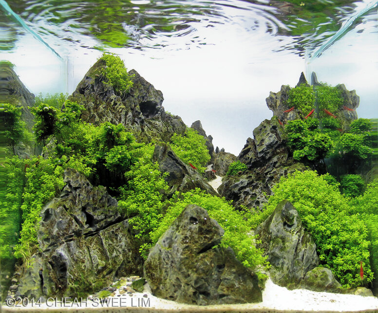 AGA 2014 Aquascaping Contest: #228