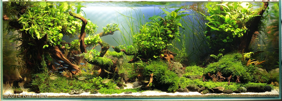 AGA 2014 Aquascaping Contest: #257