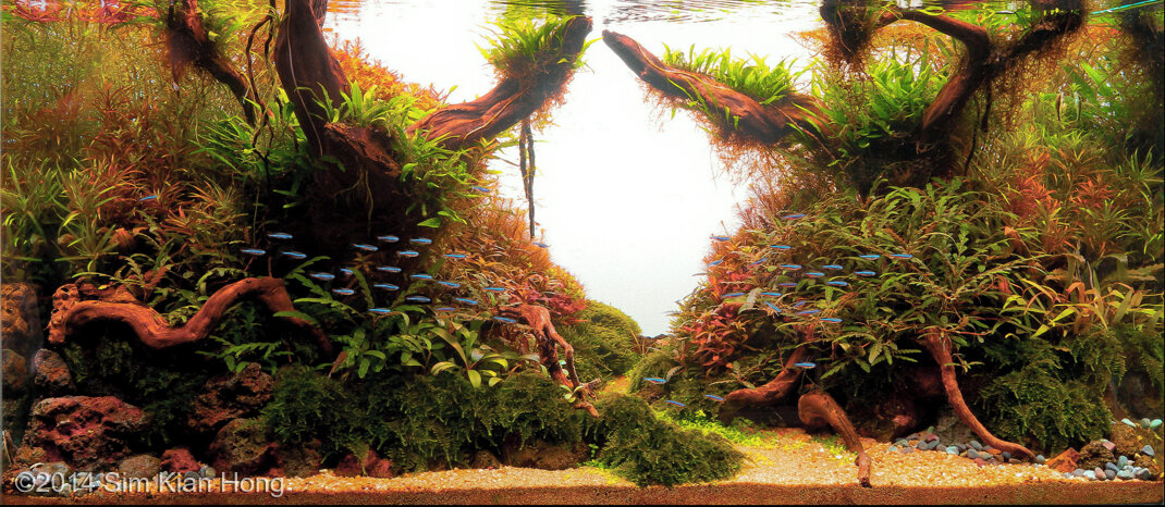 AGA 2014 Aquascaping Contest 282