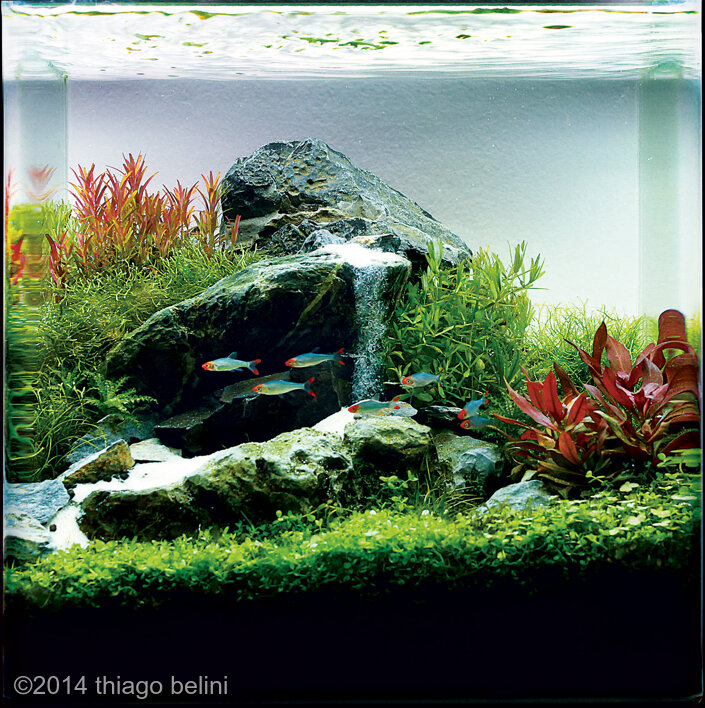 AGA 2014 Aquascaping Contest: #287