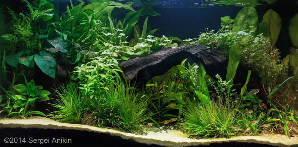 AGA 2014 Aquascaping Contest: #289