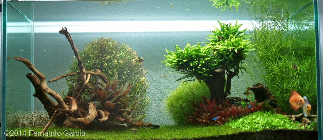 AGA 2014 Aquascaping Contest: #306