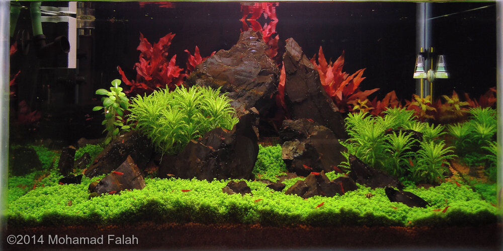 AGA 2014 Aquascaping Contest: #329