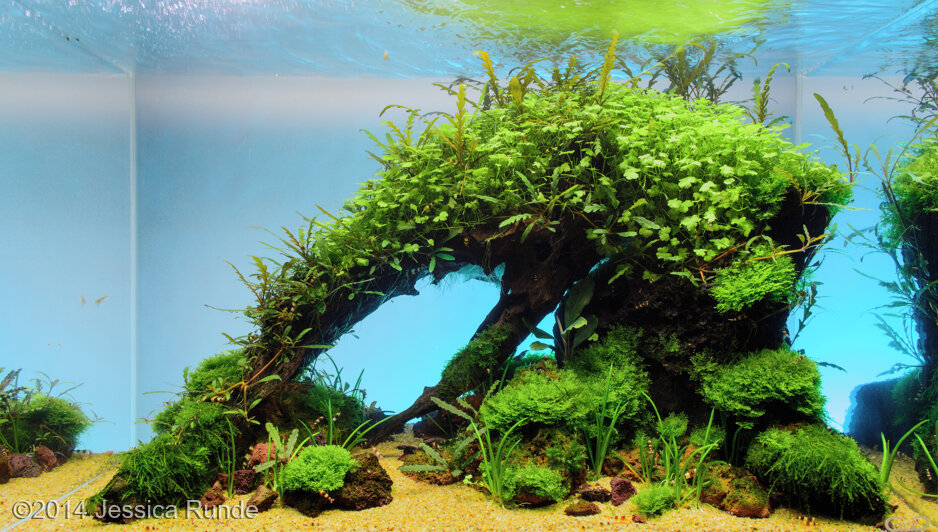 AGA 2014 Aquascaping Contest: #341