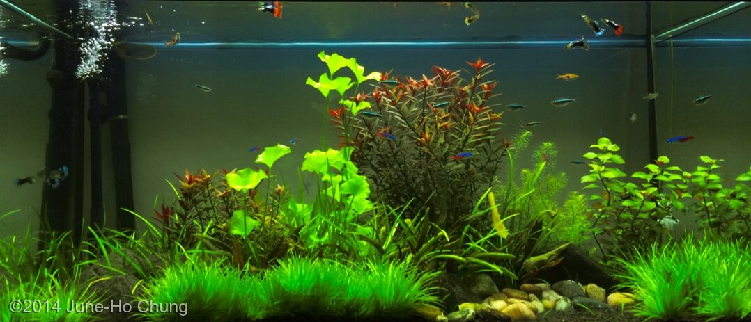 AGA 2014 Aquascaping Contest: #342