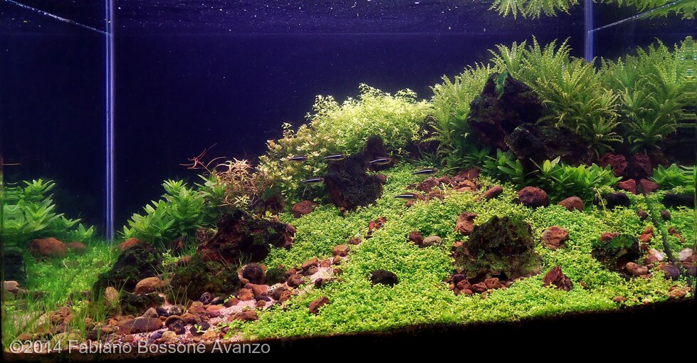 AGA 2014 Aquascaping Contest: #384