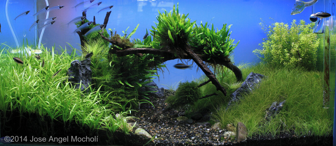 AGA 2014 Aquascaping Contest: #391