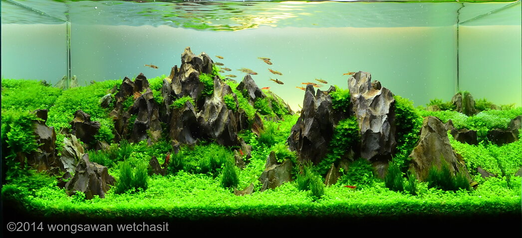 AGA 2014 Aquascaping Contest: #408