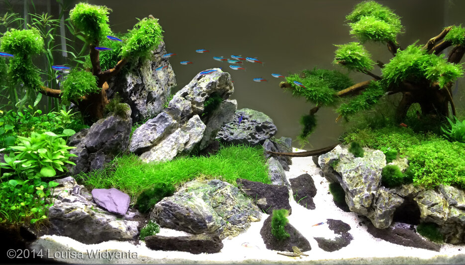 AGA 2014 Aquascaping Contest: #440